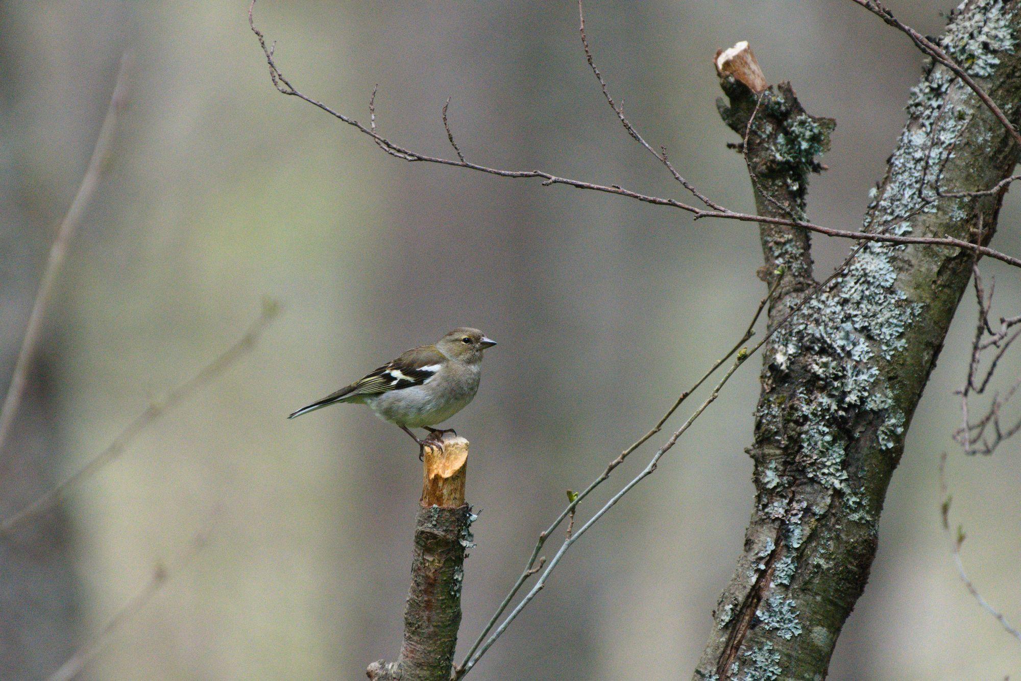 Pinson des arbres femelle